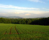 Достижение целей производства биотоплива способно изменить облик сельского хозяйства