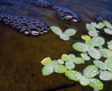 Правда ли, что водоросли - будущее биотоплива?