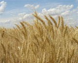 Селекционеры вывели терпимую к соли пшеницу