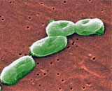 Стойкие к антибиотикам бактерии распространяются в почве