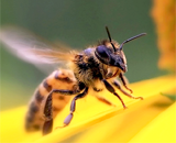 Чем больше кальция, тем крепче память медоносных пчел