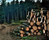 Время, место и характер использования древесины являются важными экологическими факторами