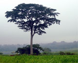 Тропическое дерево зарывает свой талант в землю, способствуя экологии