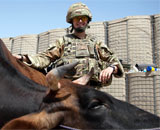 США среди немногих стран-участниц блока НАТО использует животных в военных целях