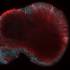 Зачем и как ученые Нейрокампуса РНИМУ выращивают органоиды мозга в пробирке