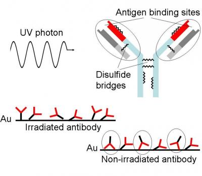 Один фотон ультрафиолета поглощается антителом и дисульфидный мост открывается, формируя, таким образом, тиоловые группы