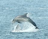 В общении дельфины следуют человеческим законам