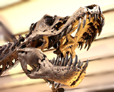 Ученые впервые обнаружили кроху-тираннозавра