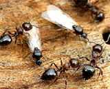 Эксперты по кибербезопасности тактике учатся у муравьев