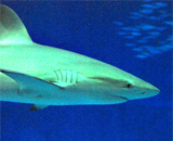 Древнему морскому монстру всерьез докучали акулы?
