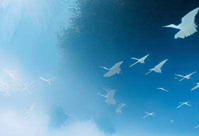 Журавль в небе. Ученые придумали, как исследовать миграцию птиц без поголовного кольцевания