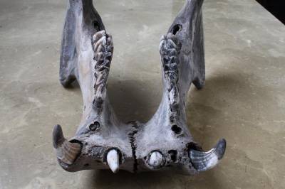Вымершие бегемоты Мадагаскара были похожи на современных карликовых бегемотов Западной Африки