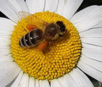 Повышение температуры усложняет жизнь пчел и препятствует опылению