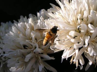 Сохранению пчел мешает неосведомленность об их многообразии