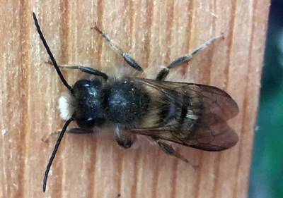 Жара и патогены наносят пчелам «нокаутирующую двоечку»