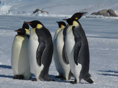 Communications Earth & Environment: Императорские пингвины на грани исчезновения