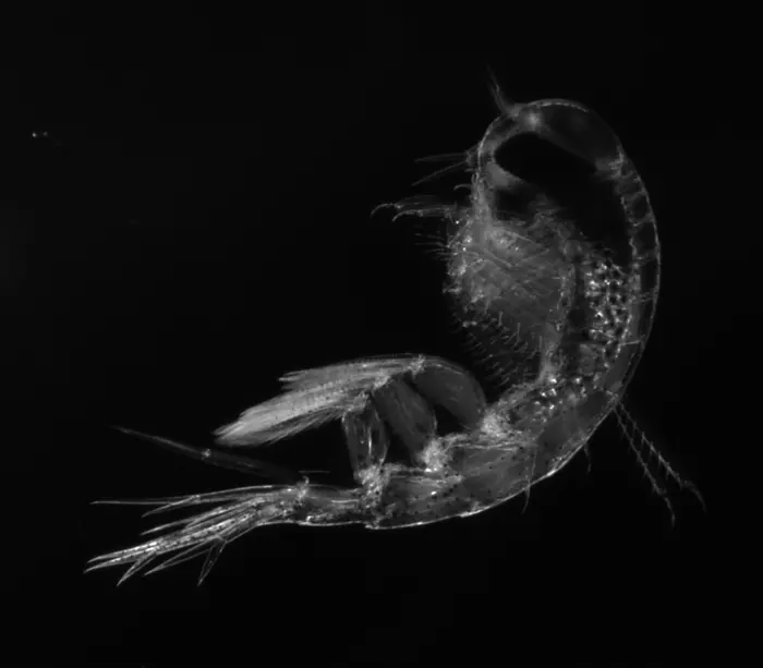 Nature Climate Change: Зоопланктон меняет привычки из-за таяния льда