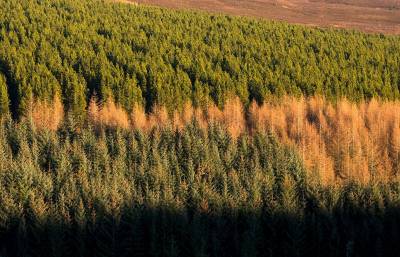 Ученые разработали метод прогноза выживаемости лесов под воздействием засухи