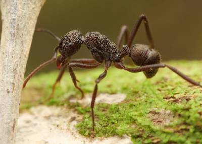 В Калифорнии при строительстве автострад могут применить опыт муравьиных колоний