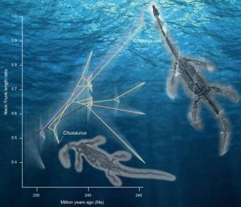 BMC Ecology and Evolution: Ученые выяснили, как удлинялась шея плезиозавров