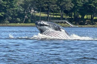 Китобойный промысел уничтожил гораздо больше плавниковых китов, чем считалось