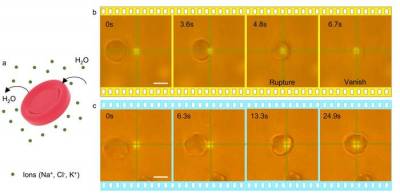 Ученые разработали безопасный оптический пинцет для манипуляции микрообъектами