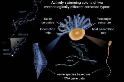 СПбГУ: Ученые обнаружили новый вид морских червей-паразитов