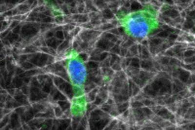 EurekAlert: Ученые раскрыли невероятные механизмы связи между клетками