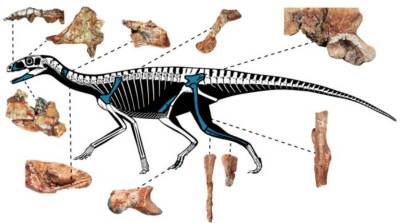 JVP: Новая находка подчеркивает сложность классификации динозавров