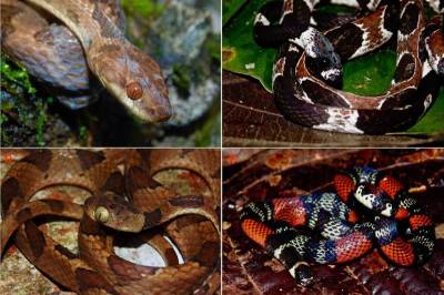 BMC EE: Черепа змей показывают, как разные виды приспосабливаются к добыче