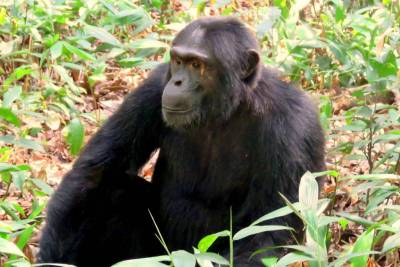 PNAS: Шимпанзе и бонобо узнают родичей, которых не видели десятилетиями
