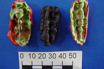 Древняя жвачка с остатками пищи показала, чем питались люди 10 тысяч лет назад