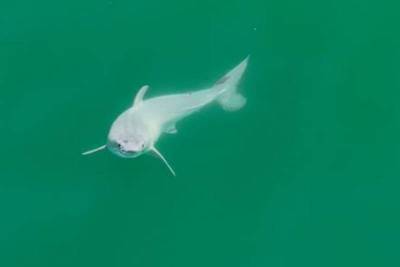 Маленькие-то какие хорошенькие! Ученые впервые увидели новорожденную белую акулу