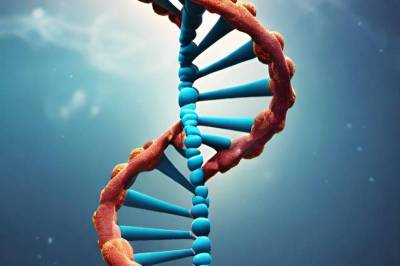 Nature: Открыты ключевые гены, связанные с повреждением ДНК и болезнями