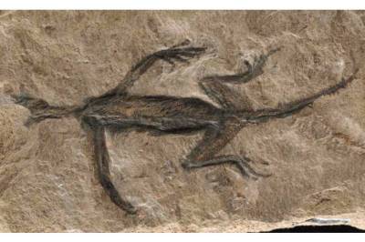 Palaeontology: Древнейшая ископаемая рептилия из Альп оказалась подделкой