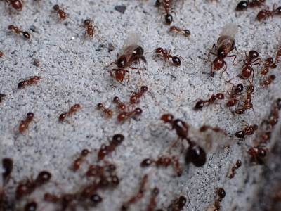 PNAS: Огненные муравьи вдохновили на создание идеального адаптивного материала