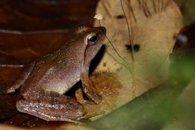 FCOSC: Изменение среды объясняет геномные вариации африканской лесной лягушки