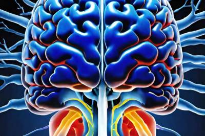 iScience: Ученые впервые объяснили механизм потери памяти после инсульта
