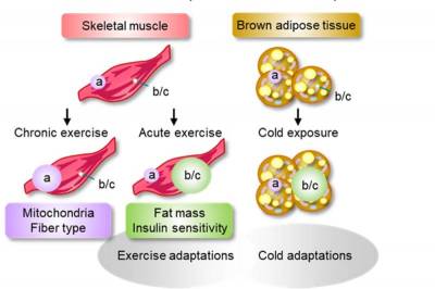 Molecular Metabolism: Вот почему люди при равной нагрузке неодинаково теряют вес