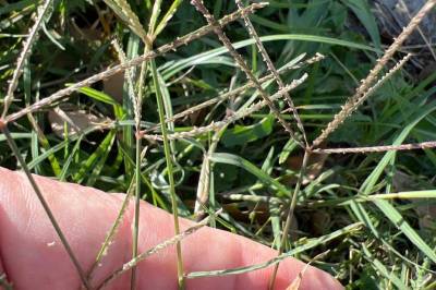 Grass Research: Бермудская трава оказалась перспективной для генных изменений