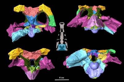 Мозг древнего родственника крокодилов реконструировали в СПбГУ