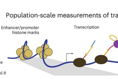 Nature Genetics: Как клетки контролируют экспрессию генов, устраняя свои ошибки