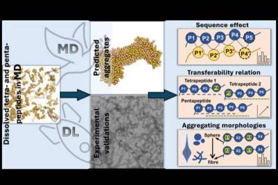 JACS Au: В Китае изучили сцепление пептидов для улучшения лекарств и материалов