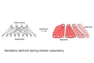 PNAS: Появилось новое решение одной из 10 самых известных проблем в информатике