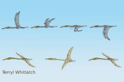 Journal of Vertebrate Paleontology: Доказана способность птерозавров летать