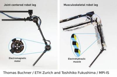 NatComm: Искусственные мышцы заставляют роботизированную ногу ходить и прыгать