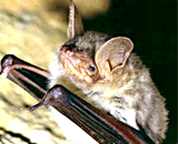 Летучие мыши узнают друг друга по голосу