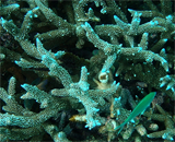 Кораллы-домоседы